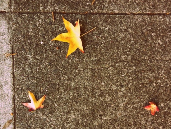 Photo Quiz: Autumn Leaves