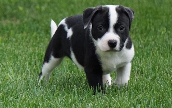 These Minneapolis-based puppies are up for adoption and in need of a good home