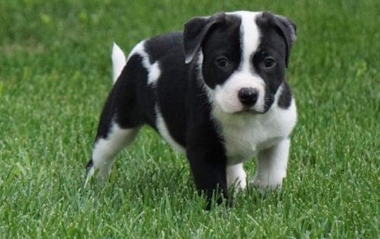 These Minneapolis-based puppies are up for adoption and in need of a good home
