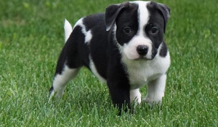 These Minneapolis-based puppies are up for adoption and in need of a good home