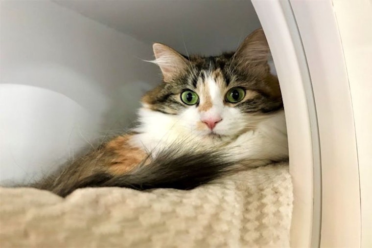 6 furry felines to adopt now in Seattle