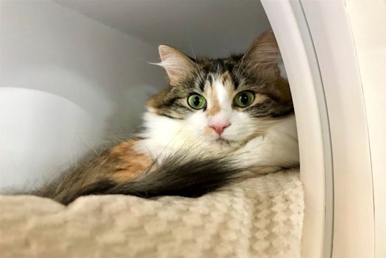 6 furry felines to adopt now in Seattle