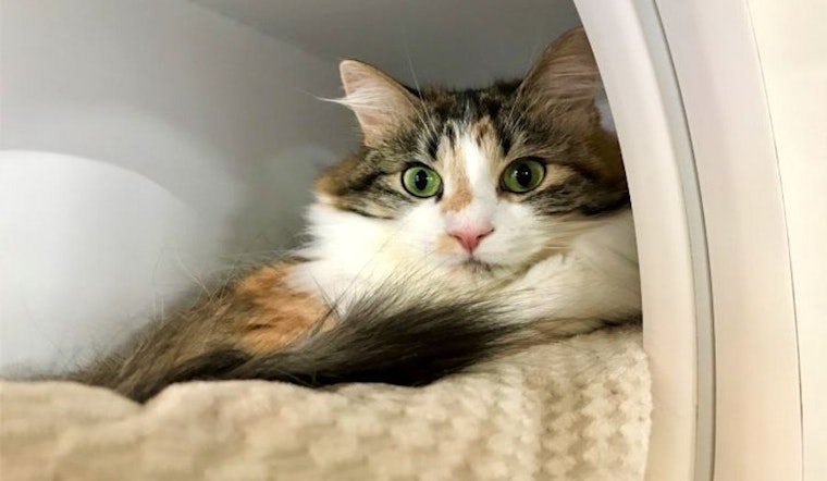 6 furry felines to adopt now in Seattle