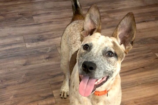 These Stockton-based dogs are up for adoption and in need of a good home
