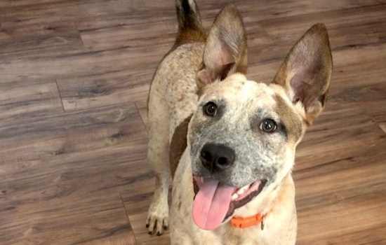 These Stockton-based dogs are up for adoption and in need of a good home