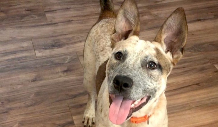 These Stockton-based dogs are up for adoption and in need of a good home