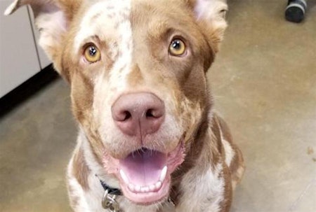 Looking to adopt a pet? Here are 5 delightful doggies to adopt now in Riverside