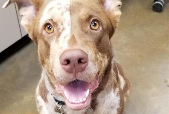 Looking to adopt a pet? Here are 5 delightful doggies to adopt now in Riverside