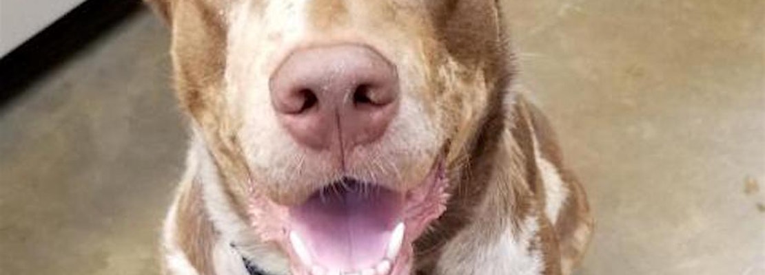 Looking to adopt a pet? Here are 5 delightful doggies to adopt now in Riverside