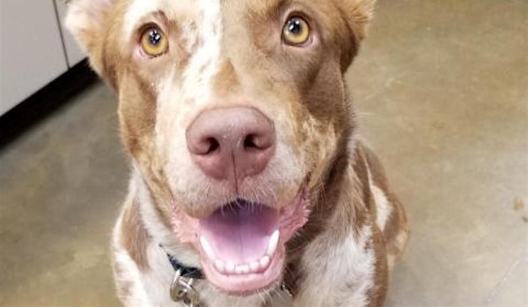 Looking to adopt a pet? Here are 5 delightful doggies to adopt now in Riverside