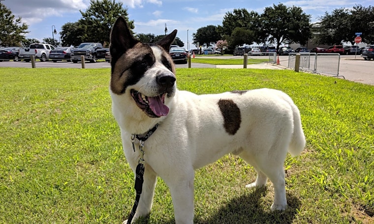 These Virginia Beach-based pups are up for adoption and in need of a good home