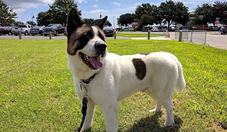 These Virginia Beach-based pups are up for adoption and in need of a good home