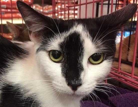 Want to adopt a pet? Here are 7 cute kitties to adopt now in Tampa