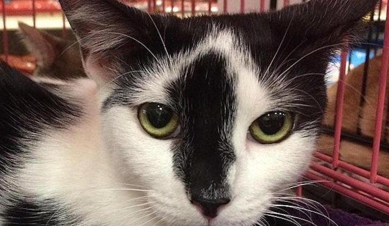 Want to adopt a pet? Here are 7 cute kitties to adopt now in Tampa