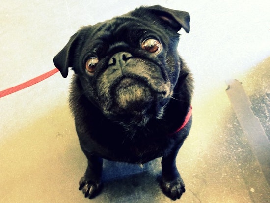 Dogs of the Upper Haight: Part 2 in a Series