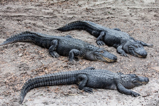 Top Jacksonville news: Alligator climbs fence at Naval Air Station; search for missing boaters; more