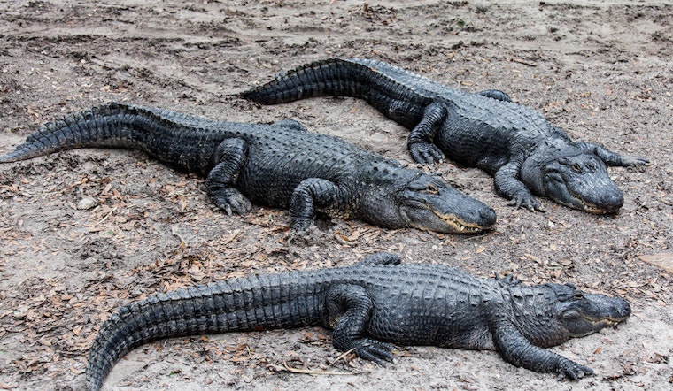 Top Jacksonville news: Alligator climbs fence at Naval Air Station; search for missing boaters; more