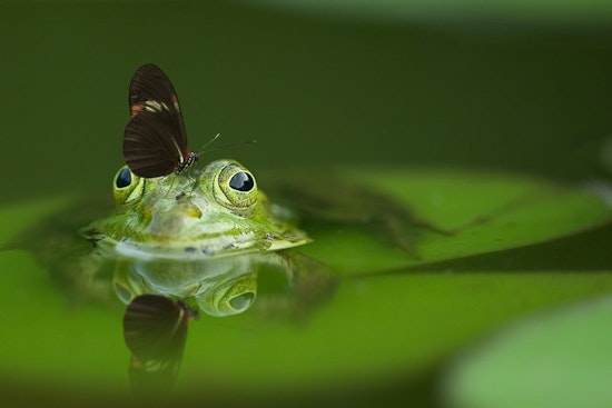 Top Charlotte news: Woman celebrates 115th birthday; toxic ponds in 12 parks; more