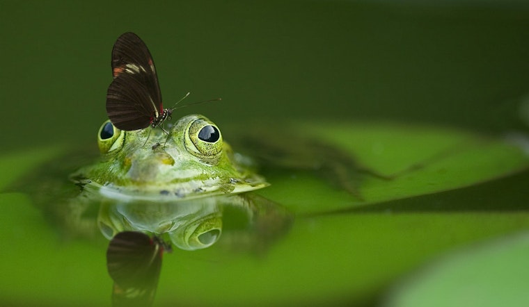 Top Charlotte news: Woman celebrates 115th birthday; toxic ponds in 12 parks; more