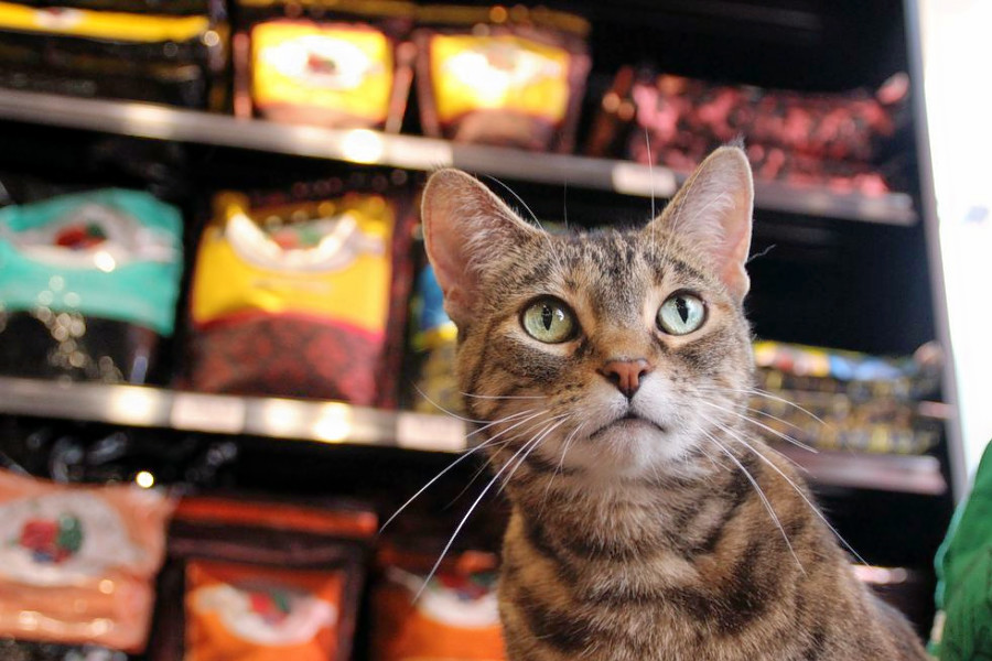 The 4 best pet stores in Saint Paul
