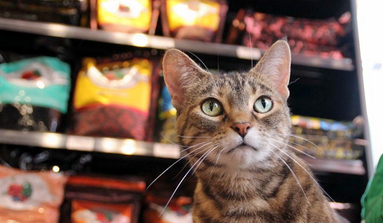 The 4 best pet stores in Saint Paul