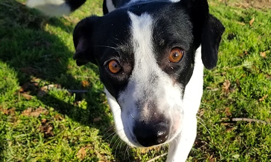 Looking to adopt a pet? Here are 7 delightful doggies to adopt now in Bakersfield
