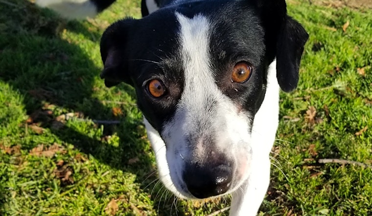 Looking to adopt a pet? Here are 7 delightful doggies to adopt now in Bakersfield