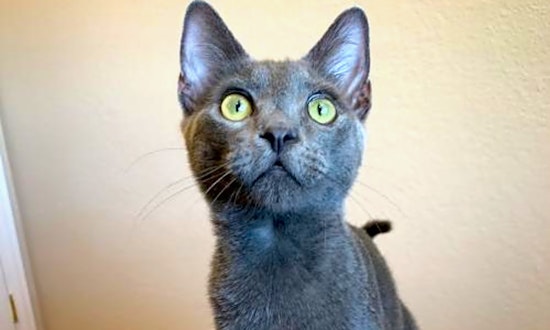 7 cute-as-can-be kittens to adopt now in San Jose