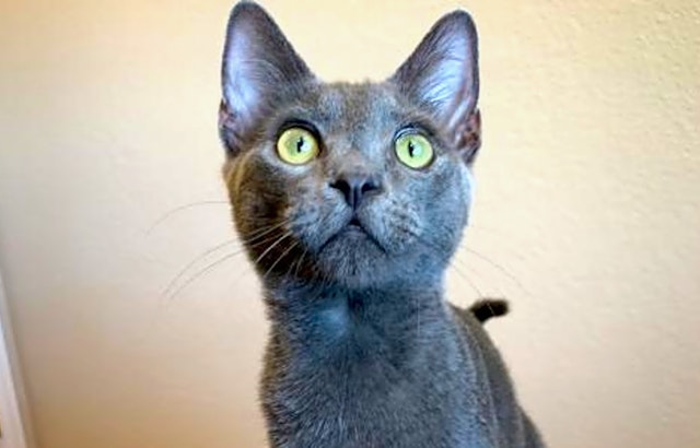 7 cute-as-can-be kittens to adopt now in San Jose