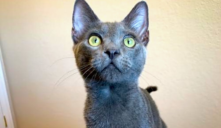 7 cute-as-can-be kittens to adopt now in San Jose