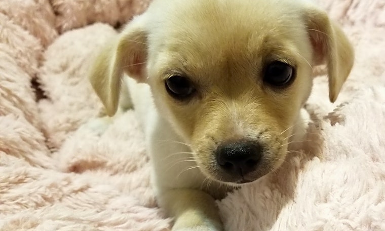 These Stockton-based puppies are up for adoption and in need of a good home