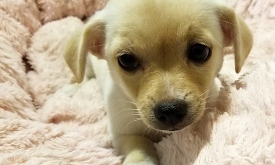 These Stockton-based puppies are up for adoption and in need of a good home