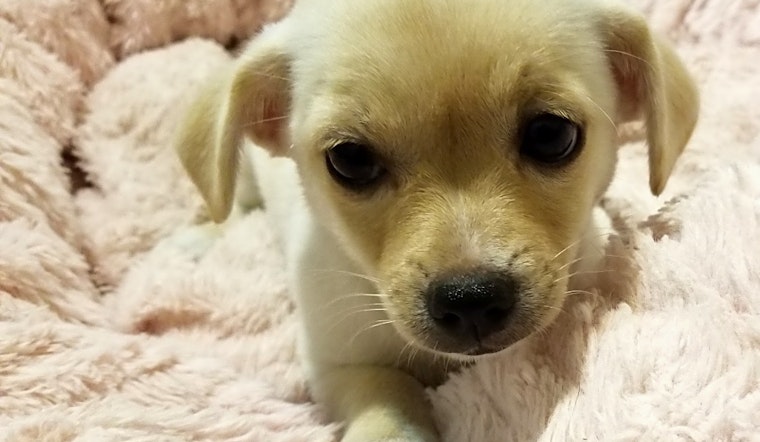 These Stockton-based puppies are up for adoption and in need of a good home