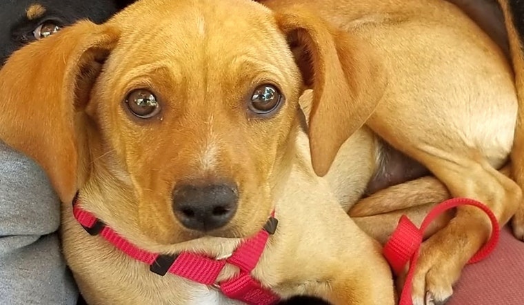 4 perfect pups to adopt now in Portland