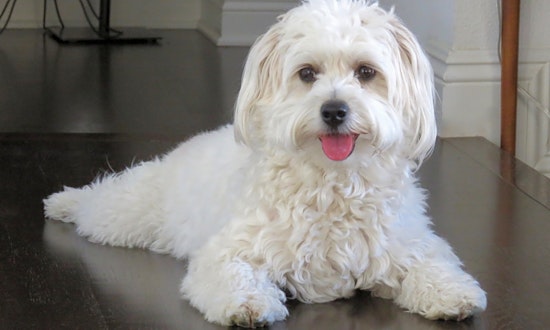 5 cuddly canines to adopt now in Santa Ana