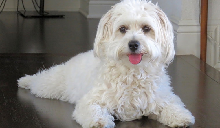 5 cuddly canines to adopt now in Santa Ana