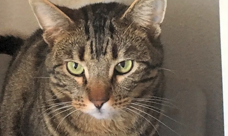 These Anaheim-based kitties are up for adoption and in need of a good home