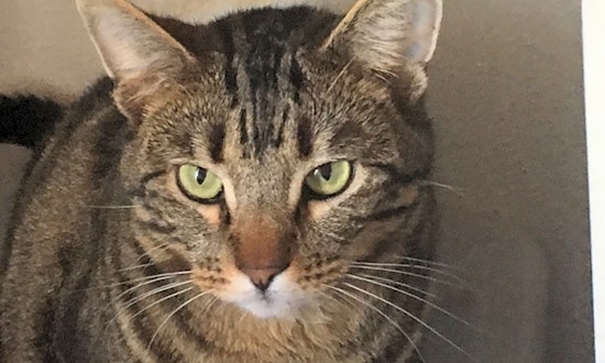 These Anaheim-based kitties are up for adoption and in need of a good home