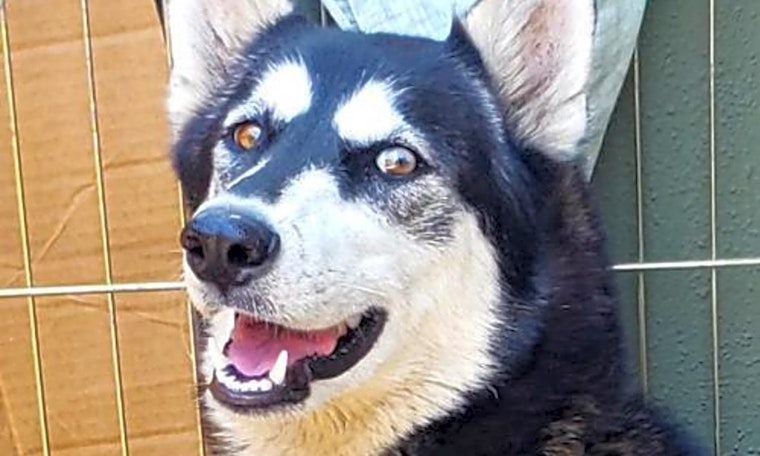 Looking to adopt a pet? Here are 6 lovable pups to adopt now in Long Beach