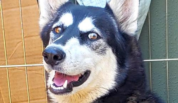 Looking to adopt a pet? Here are 6 lovable pups to adopt now in Long Beach