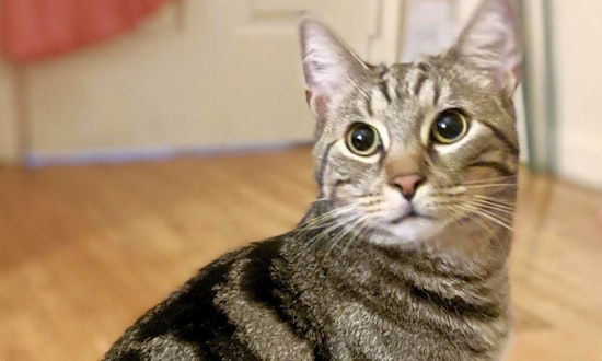 These Jersey City-based kitties are up for adoption and in need of a good home