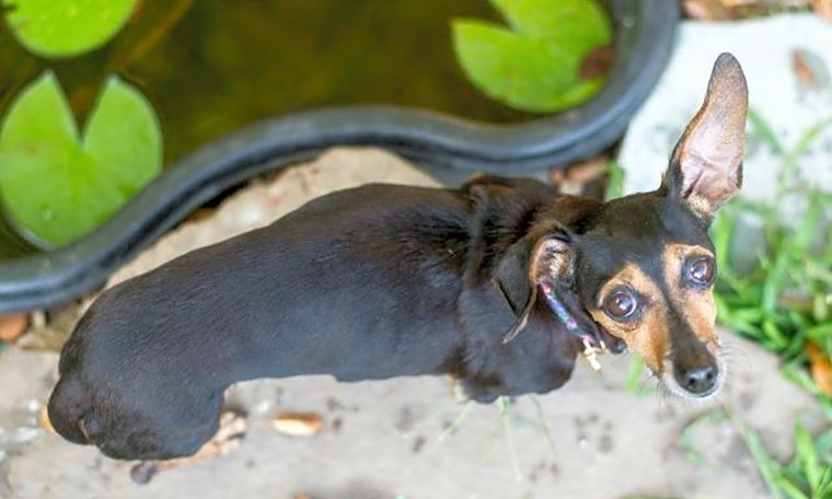 4 cuddly canines to adopt now in Pittsburgh