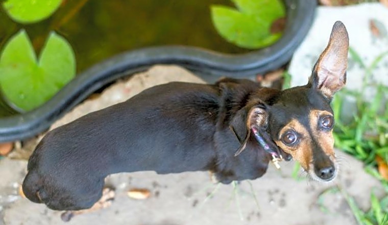 4 cuddly canines to adopt now in Pittsburgh