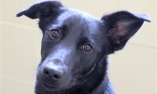 These Lexington-based doggies are up for adoption and in need of a good home
