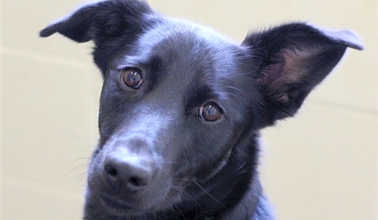 These Lexington-based doggies are up for adoption and in need of a good home