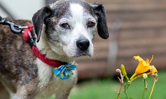 6 cuddly canines to adopt now in Durham