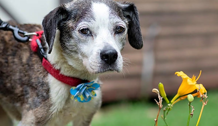 6 cuddly canines to adopt now in Durham