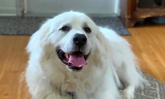 4 lovable pups to adopt now in Saint Petersburg