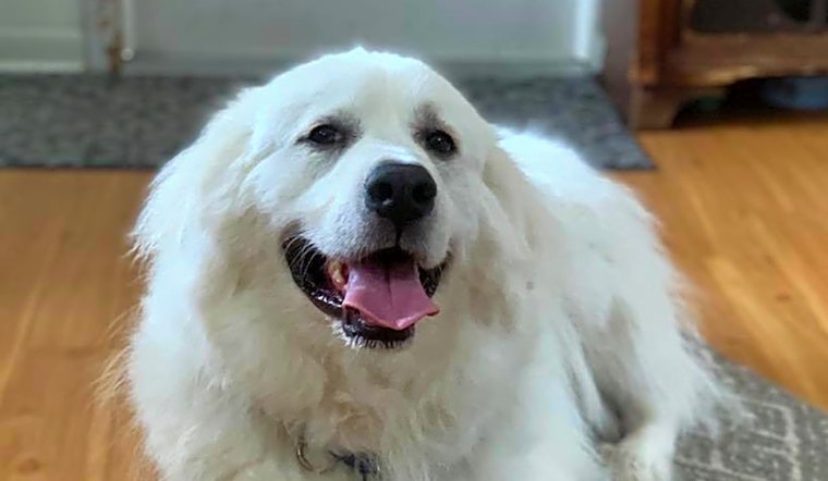 4 lovable pups to adopt now in Saint Petersburg