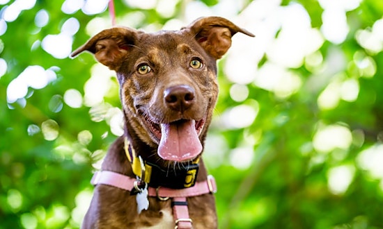 4 cuddly canines to adopt now in New York City